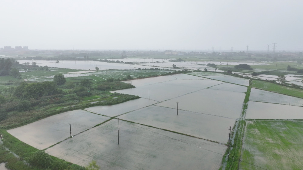 图为受短时强降雨影响，双港镇部分农田被淹。.jpg