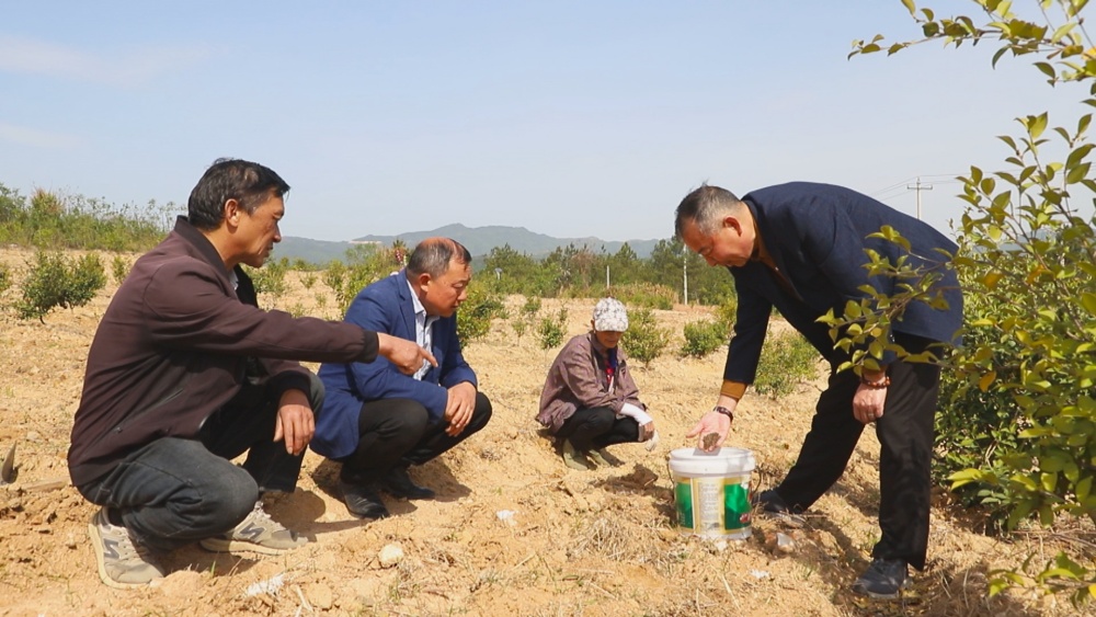 图为当地农业技术人员正在指导村民播种桔梗.jpg